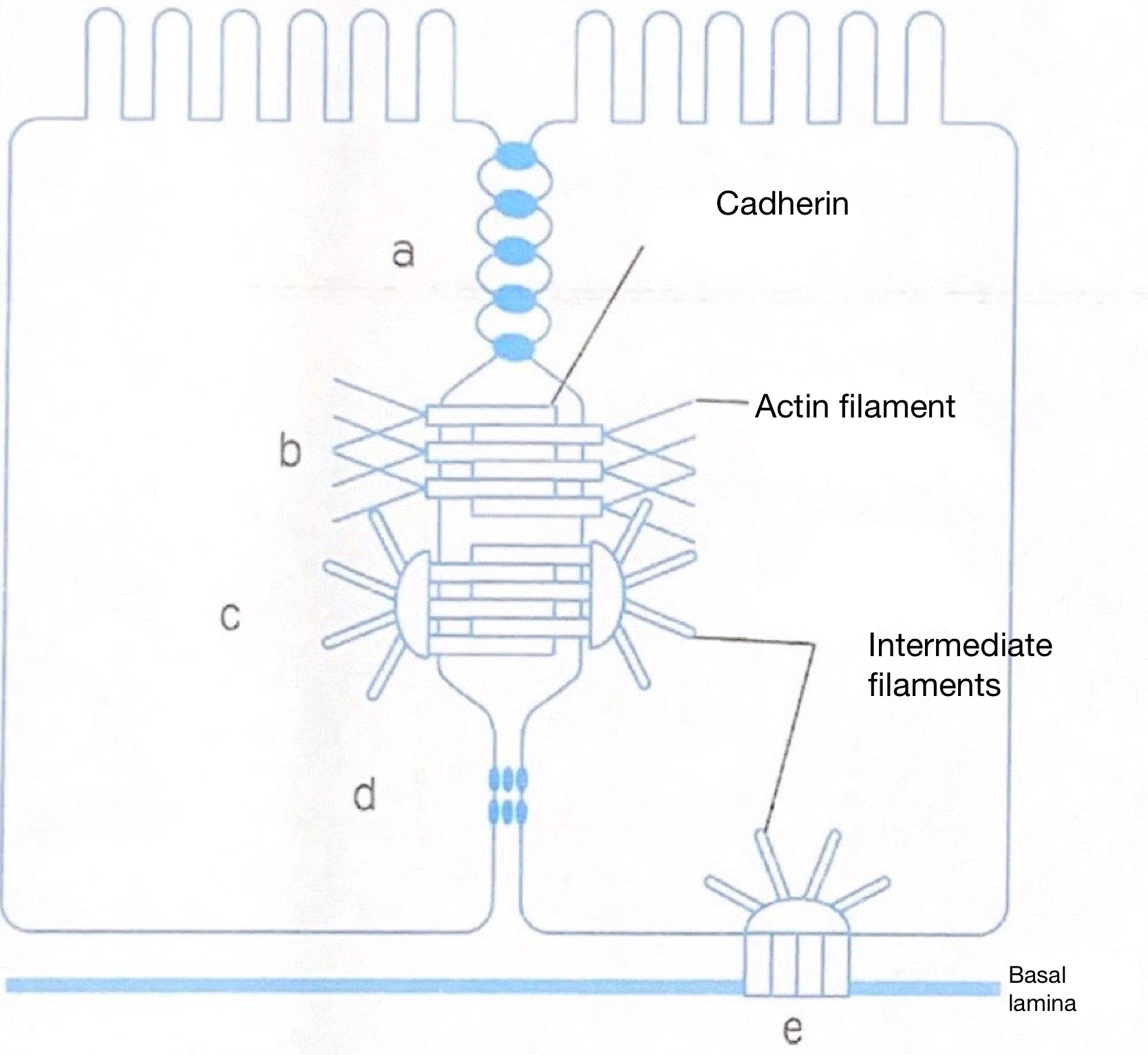 <p>197</p><p>The following shows schematic diagram of endothelial cell.</p><p>Which is the gap junction?</p><p></p><p>a a</p><p>b b</p><p>c c</p><p>d d</p><p>e e</p>