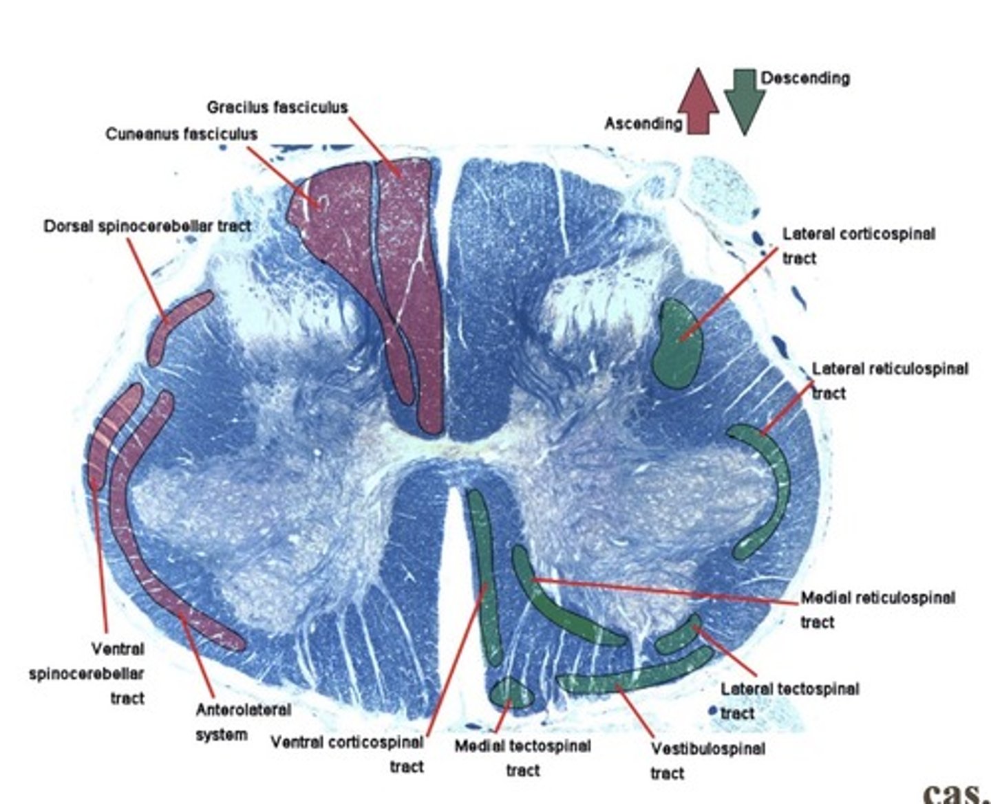 <p>Corticospinal tract</p>