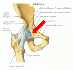 Pubofemoral Ligament