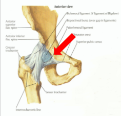 <p>Pubofemoral Ligament</p>