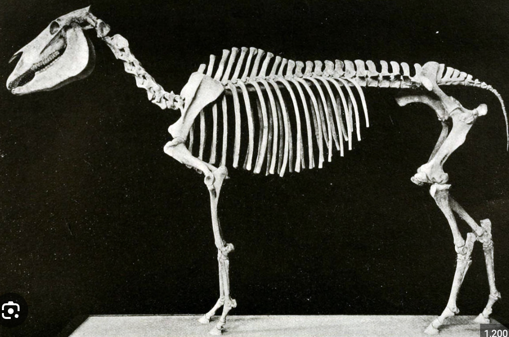 <p>Genus</p>