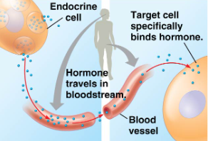 <p>cell communicating through long distances</p><ul><li><p>endocrine system: production of hormones by glands which travel through circulatory system</p></li></ul><p></p>