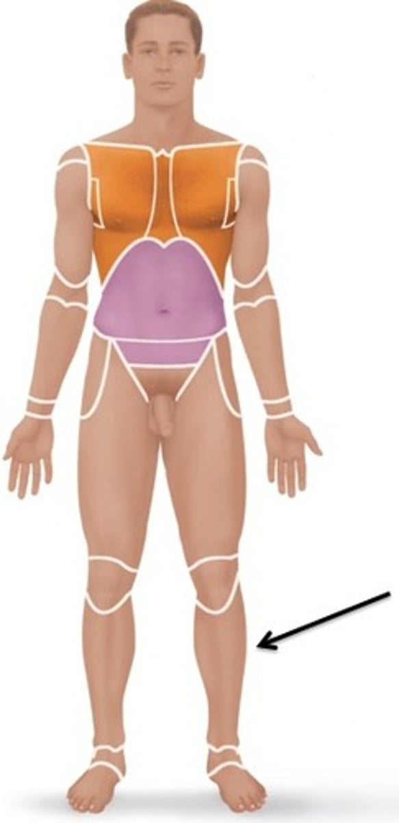 <p>Relating to the side of the leg.</p>