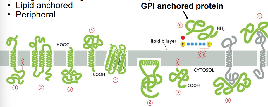 <p>integral (including transmembrane)</p><p>lipid anchored</p><p>peripheral</p>