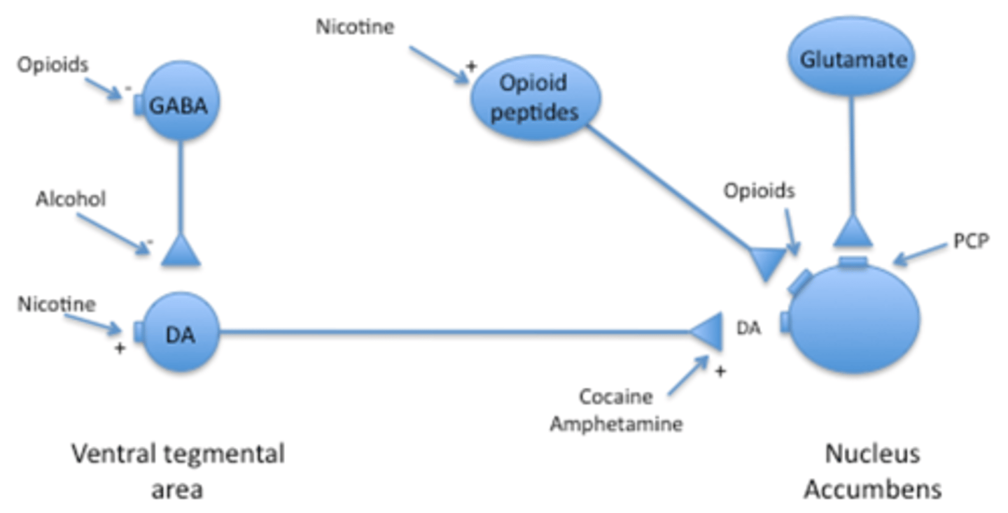 <p>Nucleus accumbens (NA)</p><p>Ventral tegmental area (VTA)</p>