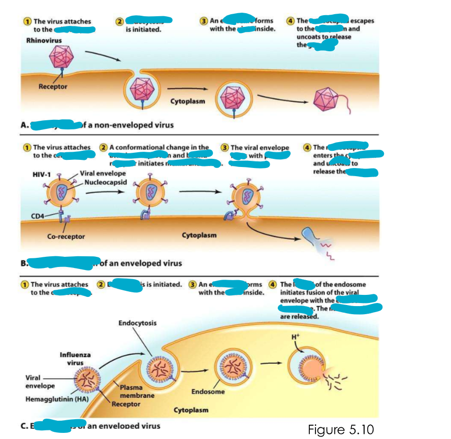 <p>How do viruses enter animal cells?</p>