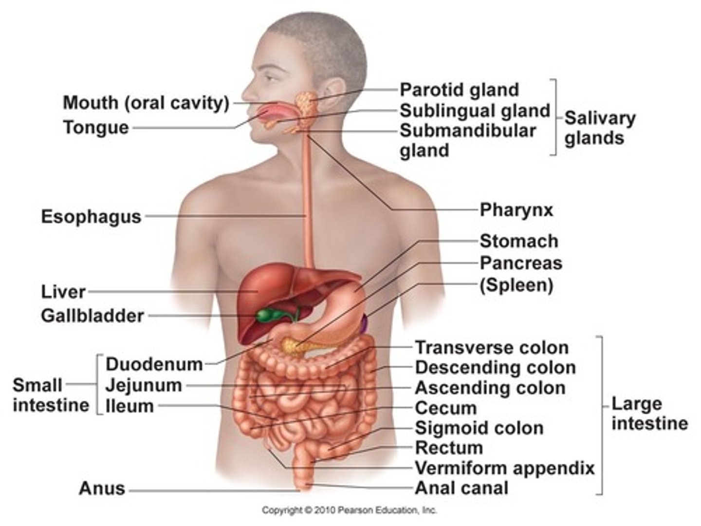 <p>1. Gastrointestinal (GI) tract</p><p>- divided into upper and lower tracts</p><p>2. Accessory organs</p>
