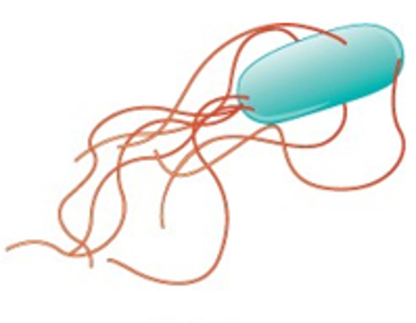 <p>Peritrichous</p>