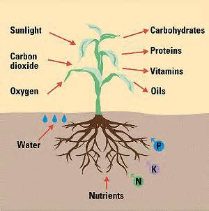 A substance that is needed by an organism to live that must be obtained from the environment because they cannot make it themselves
