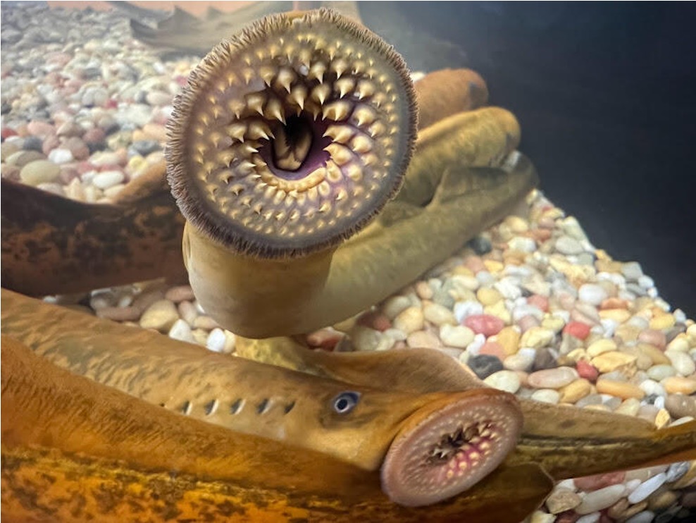 <p>Mouth shape? </p>