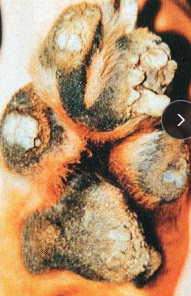 <ul><li><p><span><strong>Idiopathic Nasodigital Hyperkeratosis</strong></span></p><ul><li><p><span style="color: rgb(136, 136, 136);"><strong>Et:</strong></span><span><strong> </strong>Senile change</span></p></li><li><p><span style="color: rgb(136, 136, 136);"><strong>Cs:</strong></span><span><strong> </strong>hyperplastic keratin, verrucous ridges, splitting, margin debris</span></p><ul><li><p><span>nasal planum &amp; paw pads</span></p></li></ul></li></ul></li><li><p><span><strong>Familial Footpad Hyperkeratosis</strong></span></p><ul><li><p><span style="color: rgb(136, 136, 136);"><strong>Sig:</strong></span><span> Irish Terriers, Dogue de Bordeaux, &lt;6m</span></p></li><li><p><span style="color: rgb(136, 136, 136);"><strong>Cs:</strong></span><span><strong> </strong>all pads affected, horn formation, lameness</span></p></li></ul></li></ul><ul><li><p><span><strong>Nasal Hyperkeratosis</strong></span></p><ul><li><p><span style="color: rgb(136, 136, 136);"><strong>Sig:</strong></span><span> 6-12m, Labs</span></p></li><li><p><span style="color: rgb(136, 136, 136);"><strong>Cs:</strong></span><span> Dry, rough, gray/brown keratin accumulation, fissures, loss of cobblestone texture, hypopigmentation</span></p></li></ul></li><li><p><span style="color: rgb(0, 0, 0);"><strong>Tx:</strong></span><span style="color: rgb(136, 136, 136);"><strong> </strong></span><span>Soaking, Petroleum jelly, propylene glycol, tretinoin gel, Douxo spot-on, Bag Balm, Trim growths, Vit A, tacrolimus, topical steroids</span></p></li></ul><p></p>