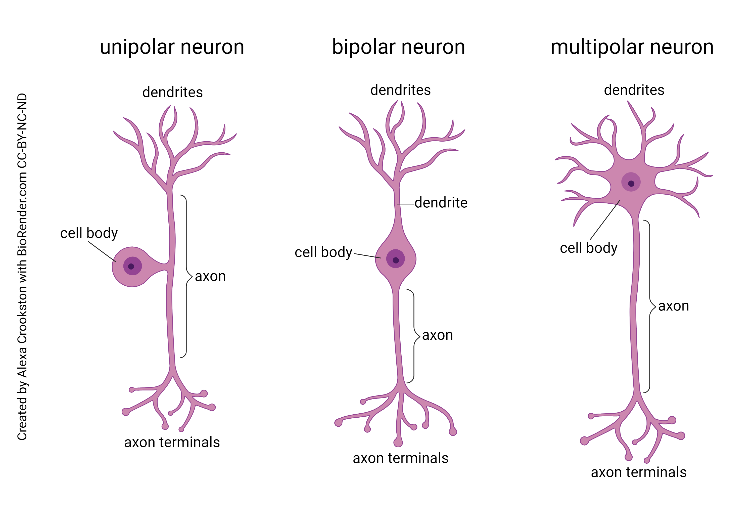 <ol><li><p>Multipolar (many dendrites, one axon) 2. Bipolar (one dendrite stalk, one axon) 3.Unipolar (one projection branching into dendrite and axon).</p></li></ol><p></p>