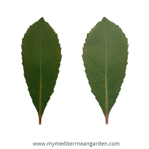 <p>Whose leaf is this?</p>
