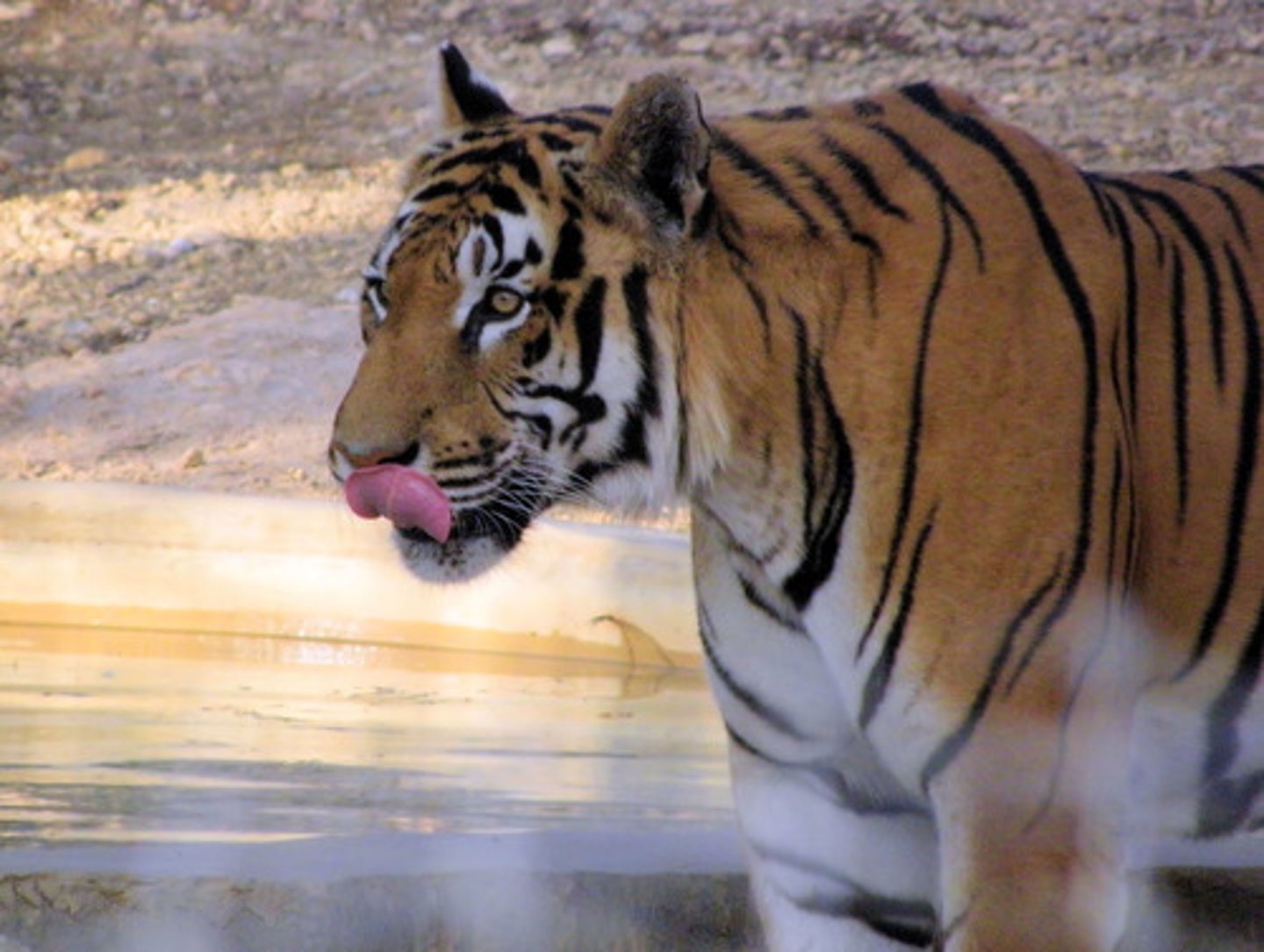 <p>el tigre</p>