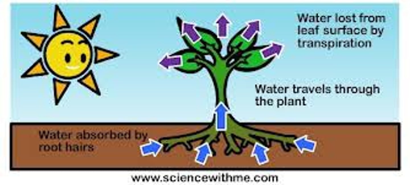 <p>As the plant heats up, it gains heat energy from the sun, water that is absorbed changes states of matter into water vapor and is released from the plant and rises into the sky.</p>