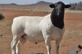 <ul><li><p>originated in South Africa</p></li><li><p>meat breed</p></li><li><p>muscling, shedding of wool</p></li><li><p>hair wool</p></li></ul><p></p>