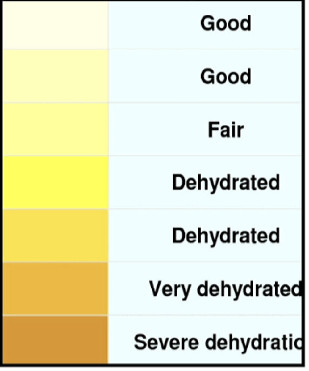 <p>urine color and its meaning</p>