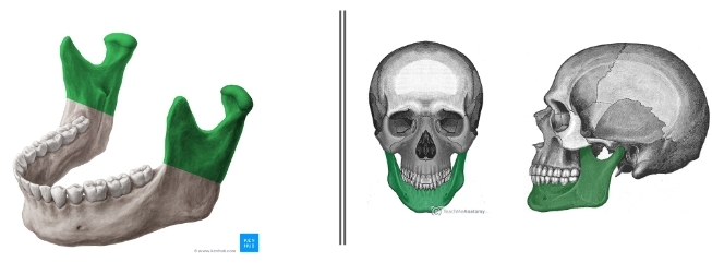 <p>Latin for Chewing, makes bottom part of skull</p>