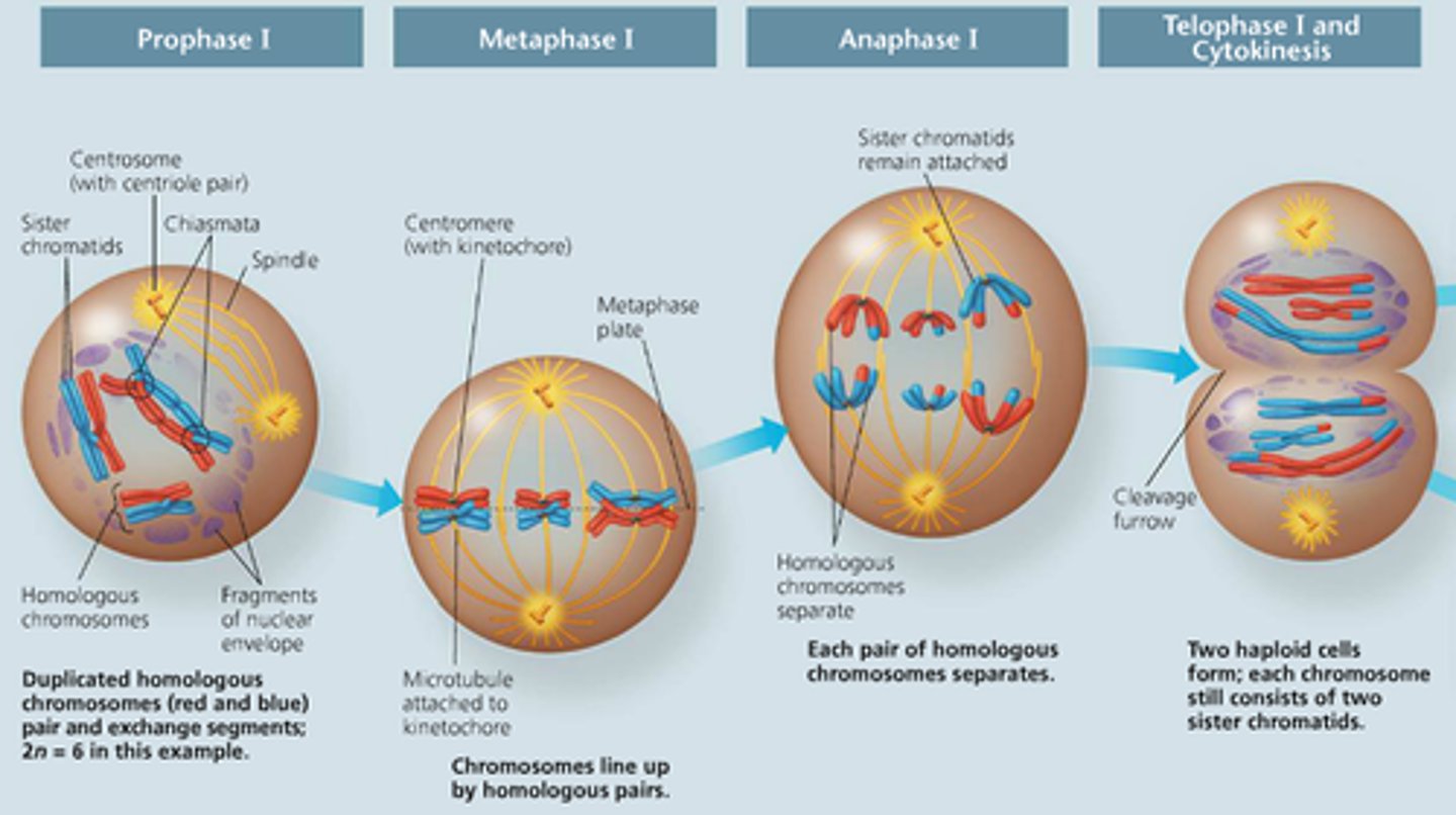 <p>1) Prophase I: homologous chromosomes pair up and synapsis occurs, crossing over segments of the chromosomes (chiasma) to create more genetic variation 2) Metaphase I: homologous chromosomes line up at the equator 3) Anaphase: homologous chromosomes move to opposite poles of the cell. 4) Telophase I...</p>