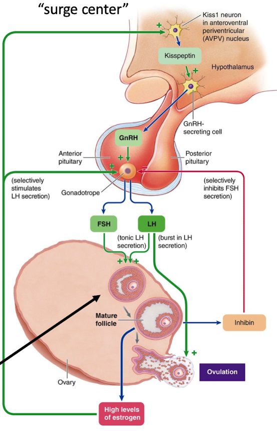 <ol><li><p>High estrogen causes positive feedback via kisspeptin “surge center” in the hypothalamus</p></li><li><p>Surge of GnRH → LH surge and smaller FSH surge from anterior pituitary → ovulation</p></li></ol><p></p>