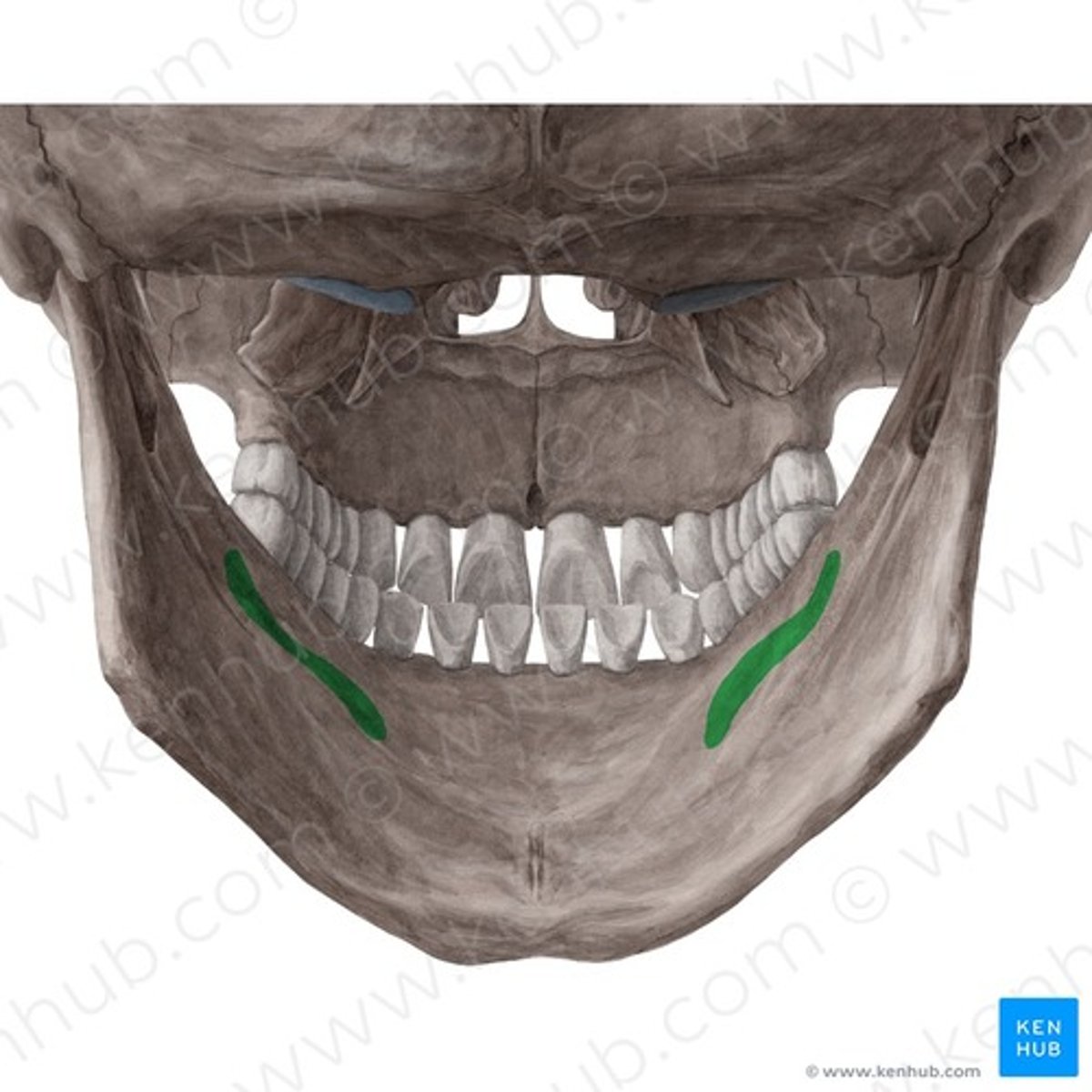 knowt flashcard image