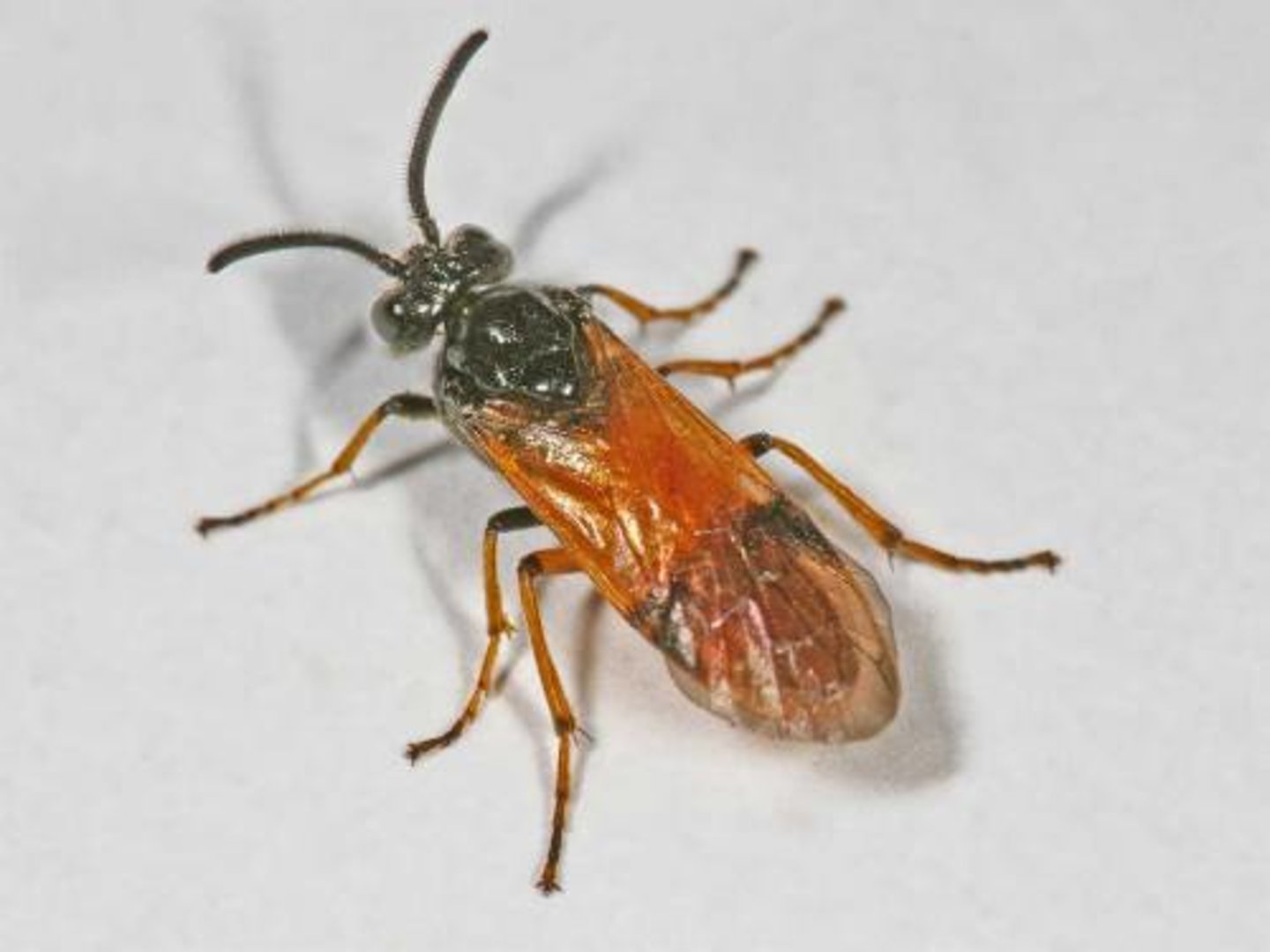 <p>Sawflies</p>