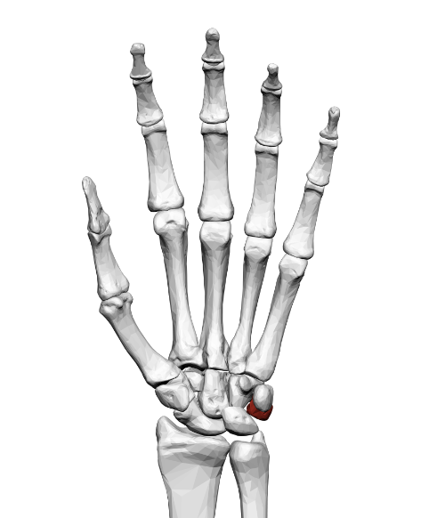 term image