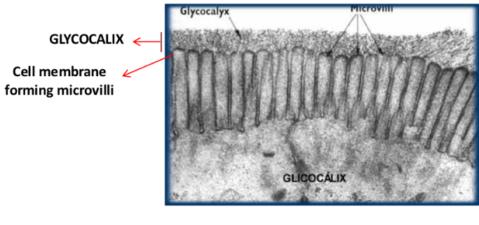 <p>-Only found on outer surface of bilayer</p><p>-Associated with lipids or proteins (glycolipids and glycoproteins)</p><p>-Glycocalyx loose layer of oligosaccharide and polysaccharide on outer surface of plasma membrane</p><p>-Layer with secreted proteins outside glycocalx → extracellular matrix </p>