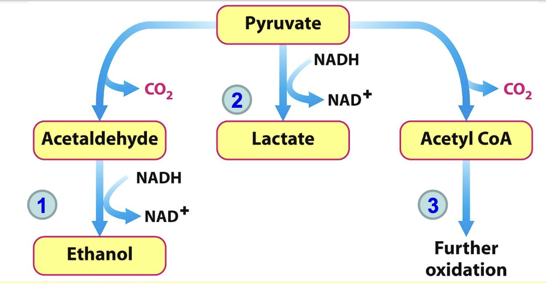 <p>NAD⁺ must be regenerated for glycolysis to continue (step 6, GAPDH) as it is reduced to NADH in the oxidation of GAP. This can occur through:</p><ul><li><p> fermentation of pyruvate → ethanol (anaerobie)</p></li><li><p> fermentation of pyruvate → lactic acid  (anaerobie)</p></li><li><p>the citric acid cycle/ electron transport chain in aerobic respiration.</p></li></ul><p></p>