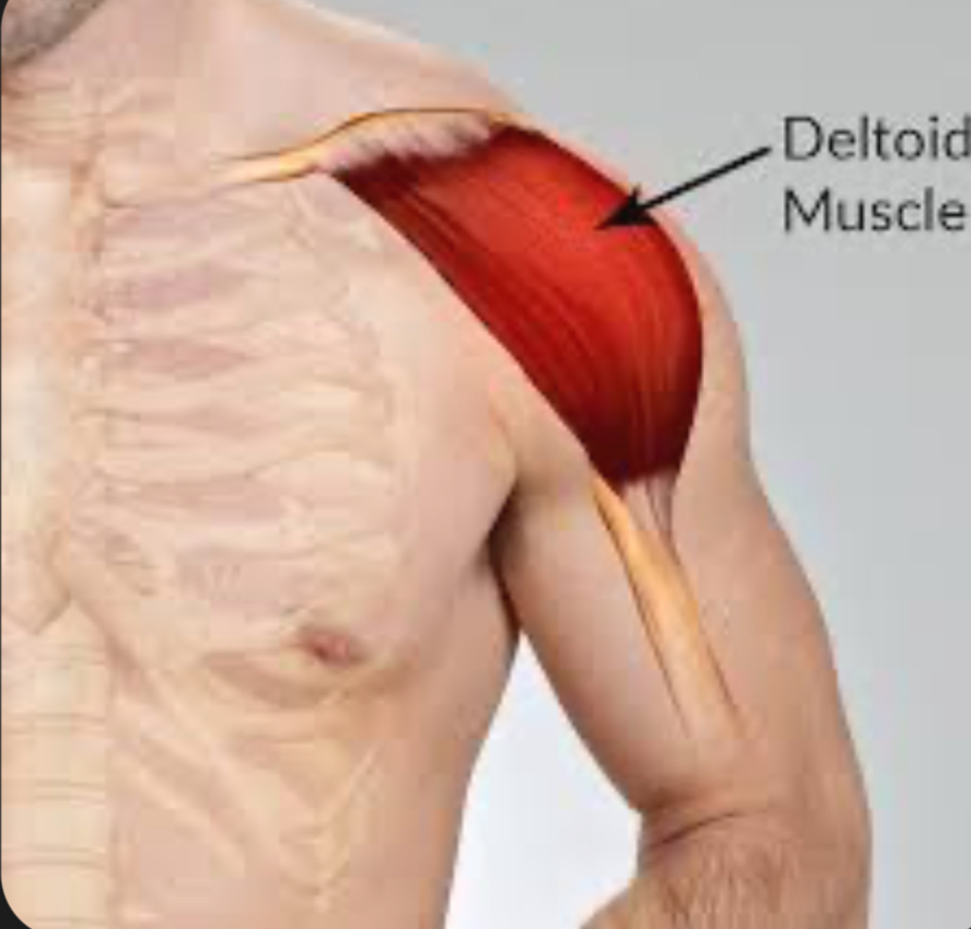<p>Deltoid.</p>