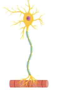 <p>Motor neuron</p>