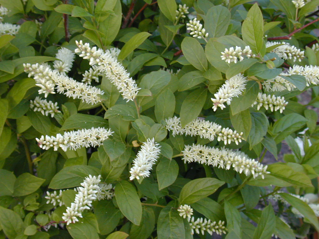 <p>shrub, green twigs, willow like flower, wet loving, red small buds, alternate simple serrate</p>