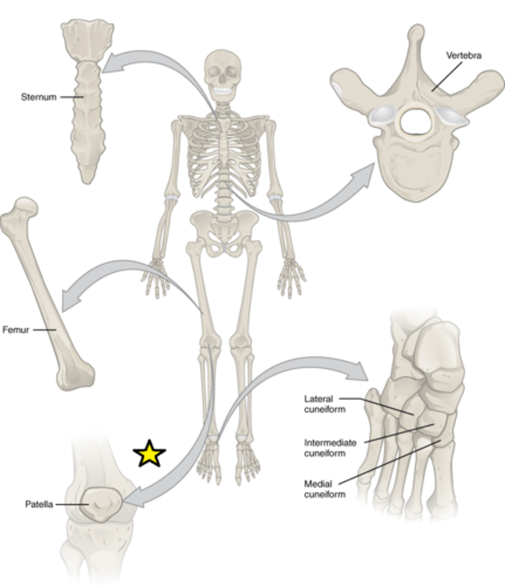 <p>Features: Small and round; embedded in tendons</p><p>Functions: Protect tendons from compressive forces</p><p>Examples: Patellae</p>