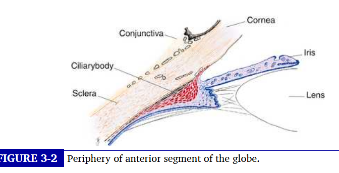 <p>thinnest part of the iris and joins the iris to the anterior aspect of the ciliary body </p><p>attaches to ciliary body </p><p>iris divides the anterior segment of the globe into anterior and posterior chambers and the pupil allows aqueous humor to flow from the posterior into the anterior chamber with no resistance </p>