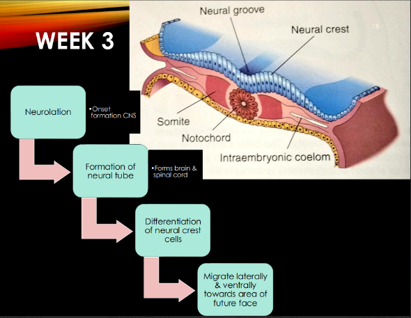 <p>1.Neurulation: neural plate → neural tube &amp; neural crest cells differentiate. </p><p>2.migrate laterally &amp; ventrally towards area of future face</p>