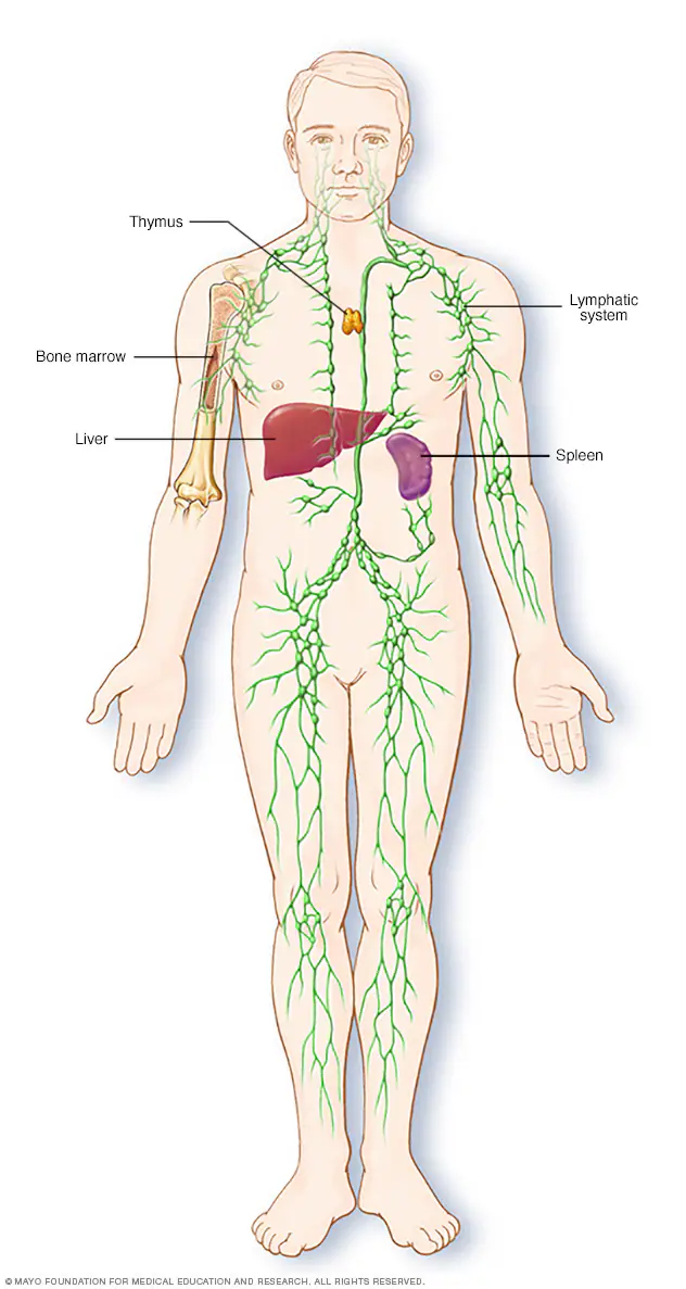<p>immune/ Lymphatic system</p>