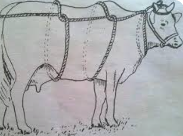 <p>cattle restraint #10</p>