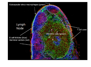 <p>-secondary lymphoid tissues</p><p>-B cells organize into follicles in secondary lymphoid tissues:</p><p>-LN, spleen, MALT; B cell maturation occurs within germinal centers that form within the follicle</p>