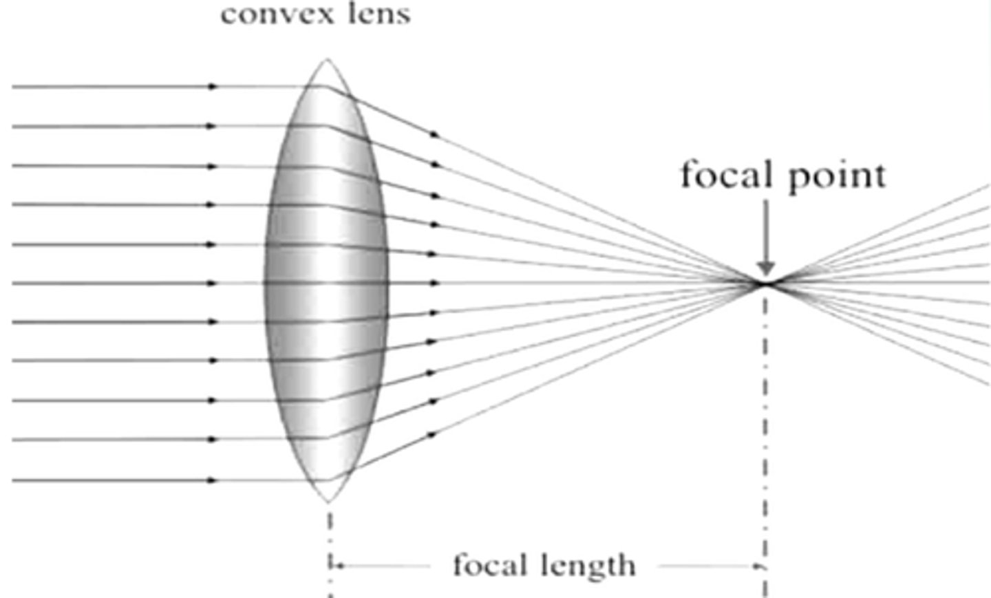 <p>a lense that is curved outward; bends light inward</p>