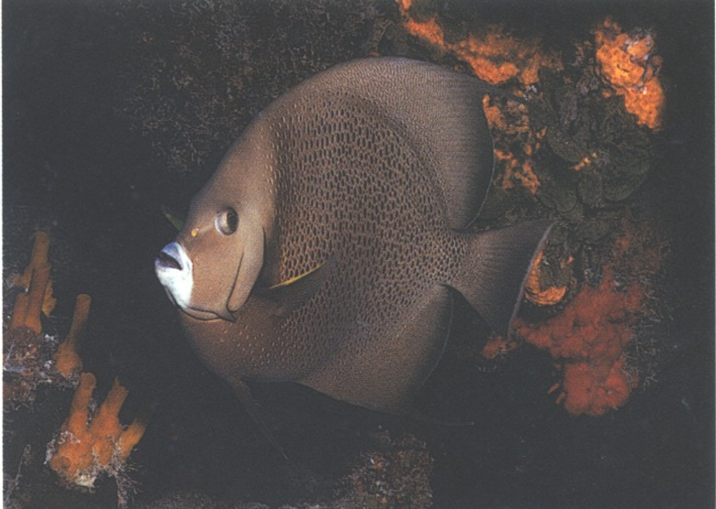 term image