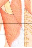 <p>extend, abduct, rotate arm medially, dorsal </p>
