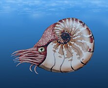 <p>Class Cephalopoda, Subclass Nautiloidea</p>