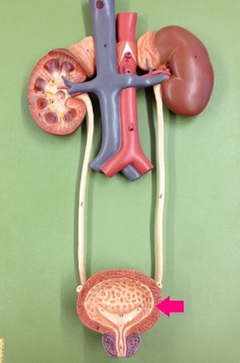 <p>muscular, hollow organ that temporarily holds the urine. As it fills, the thick, muscular wall becomes thinner and the organ increases in the size</p>