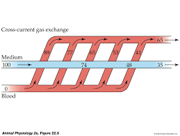 <p>There is a large vessel which branches out and each branches cross over the medium<br></p>