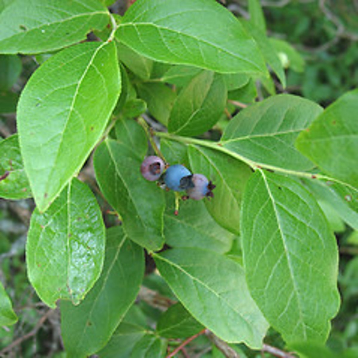 <p>Shrub with small oval leaves and blue edible berries; Jamesburg.</p>