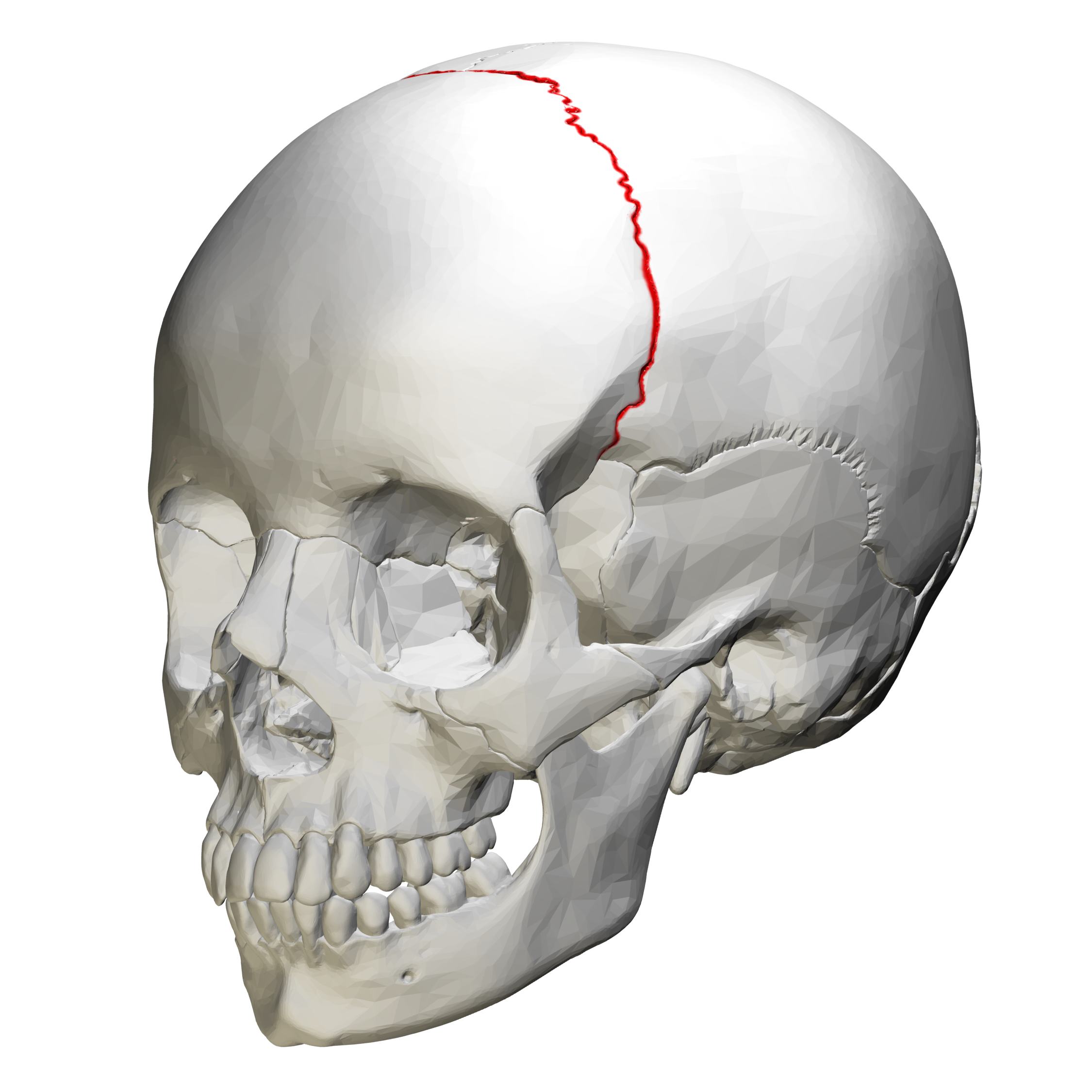 <p>Identify the bone.</p>
