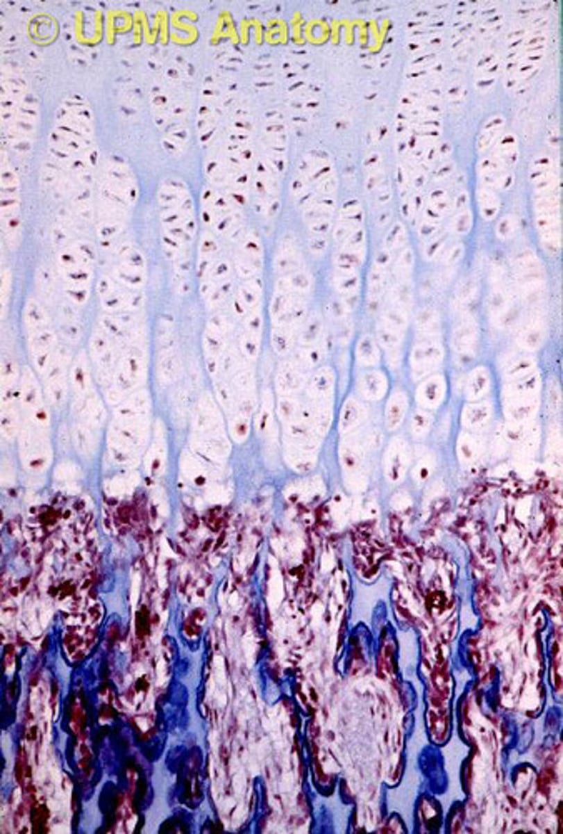 <p>zone where chondrocyte deterioration leaves long spicules of calcified cartilage at epiphysis-diaphysis junction; spicules eroded by osteoclasts; covered with new bone by osteoblasts; ultimately replaced with spongy bone</p>