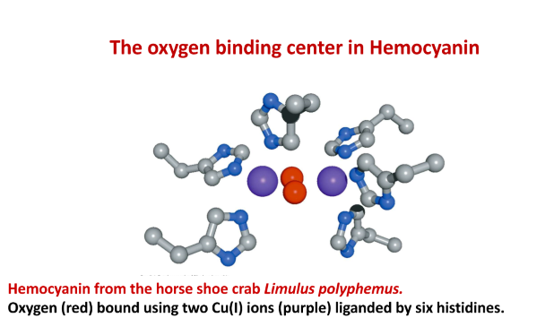 copper-containing protein found in the blood of some invertebrates, such as mollusks and arthropods. 

plays a crucial role in oxygen transport, similar to hemoglobin in vertebrates. 

binds to oxygen molecules and carries them throughout the body, giving the blood a blue color

uses copper to bind oxygen