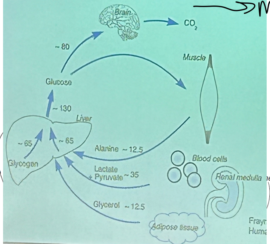 <p>Most diverted towards the brain </p>