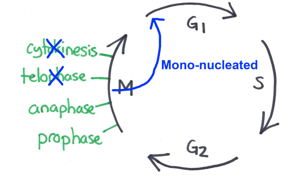 <p>Mechanism #3: Skip telophase + cytokinesis</p><ul><li><p>diagram of process</p></li><li><p>Examples given in class</p></li><li><p>Type of cell that results</p></li></ul><p></p>